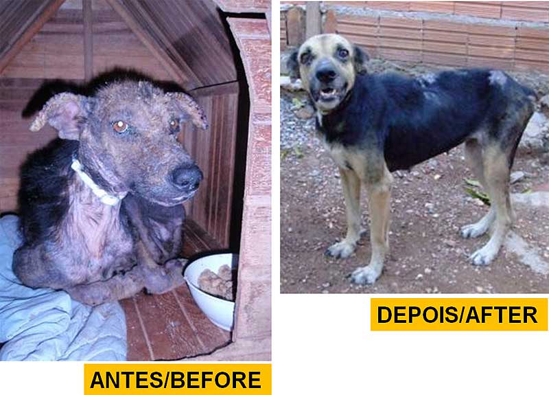 Trata Leishmaniose